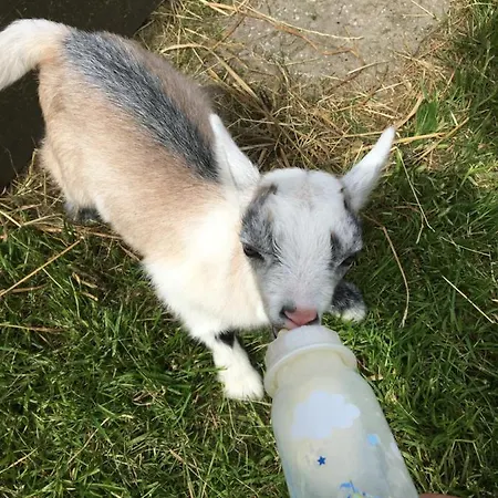 Klitgaarden 公寓式酒店